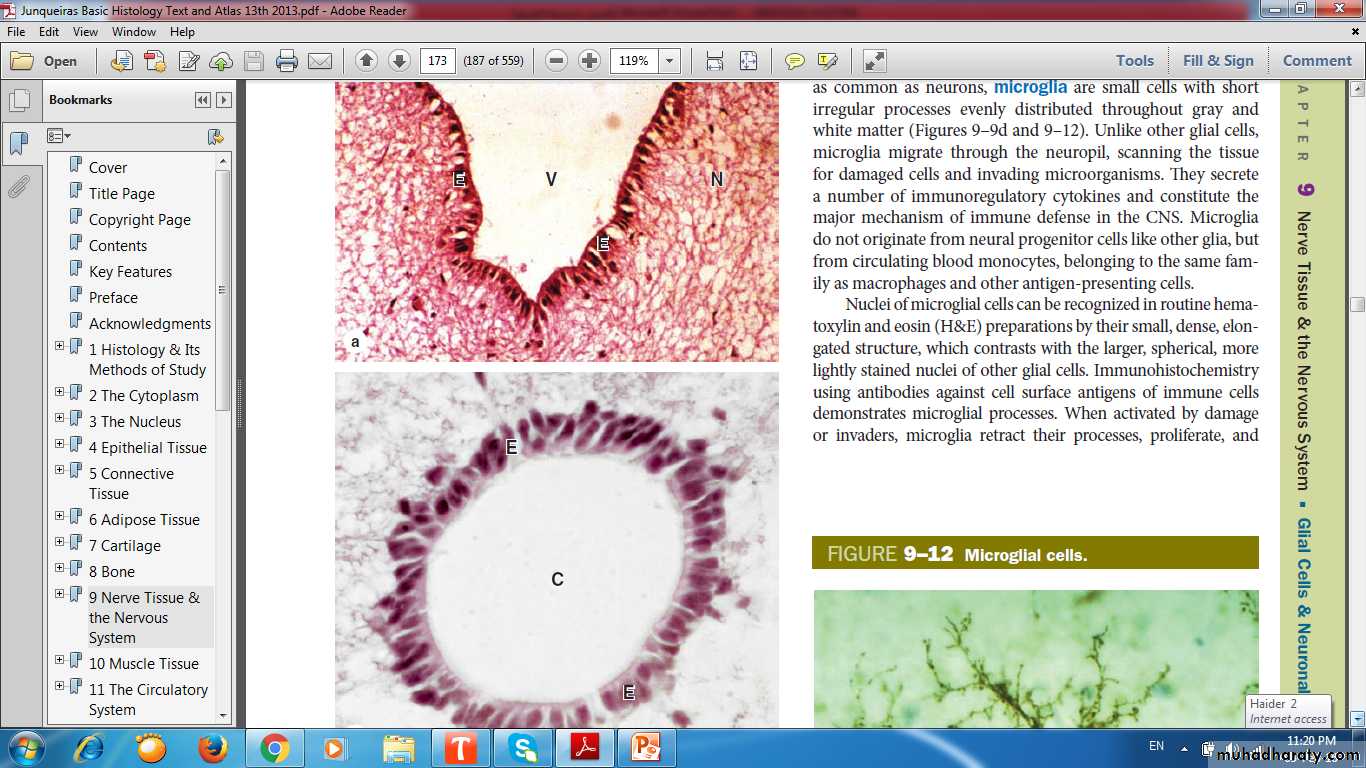 nervous system