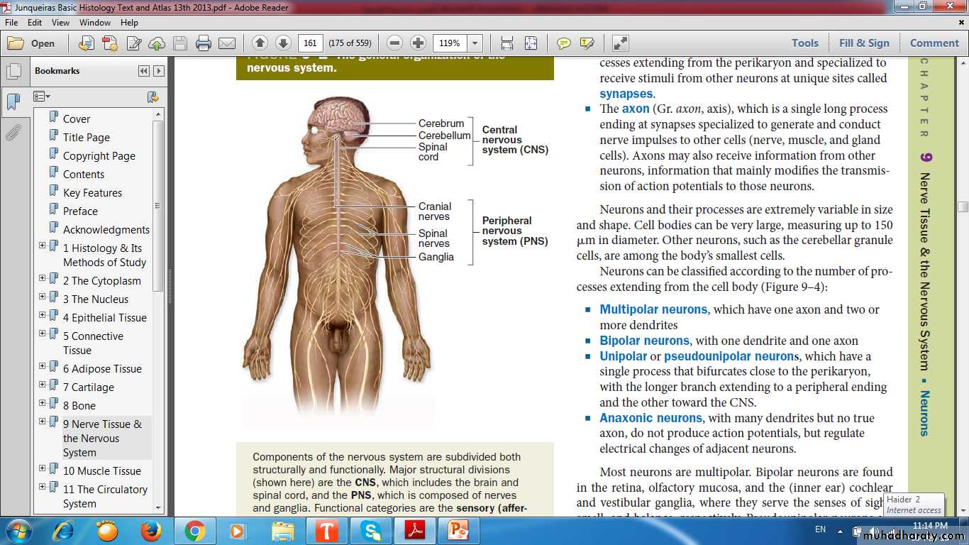 nervous system