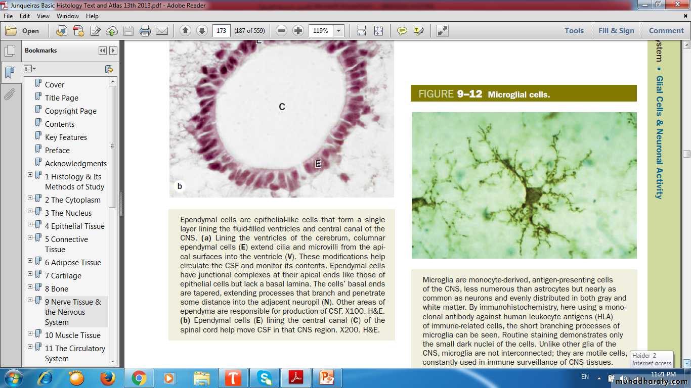 nervous system