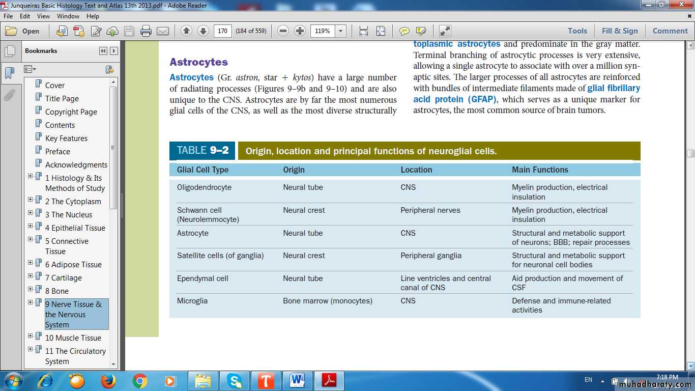 nervous system