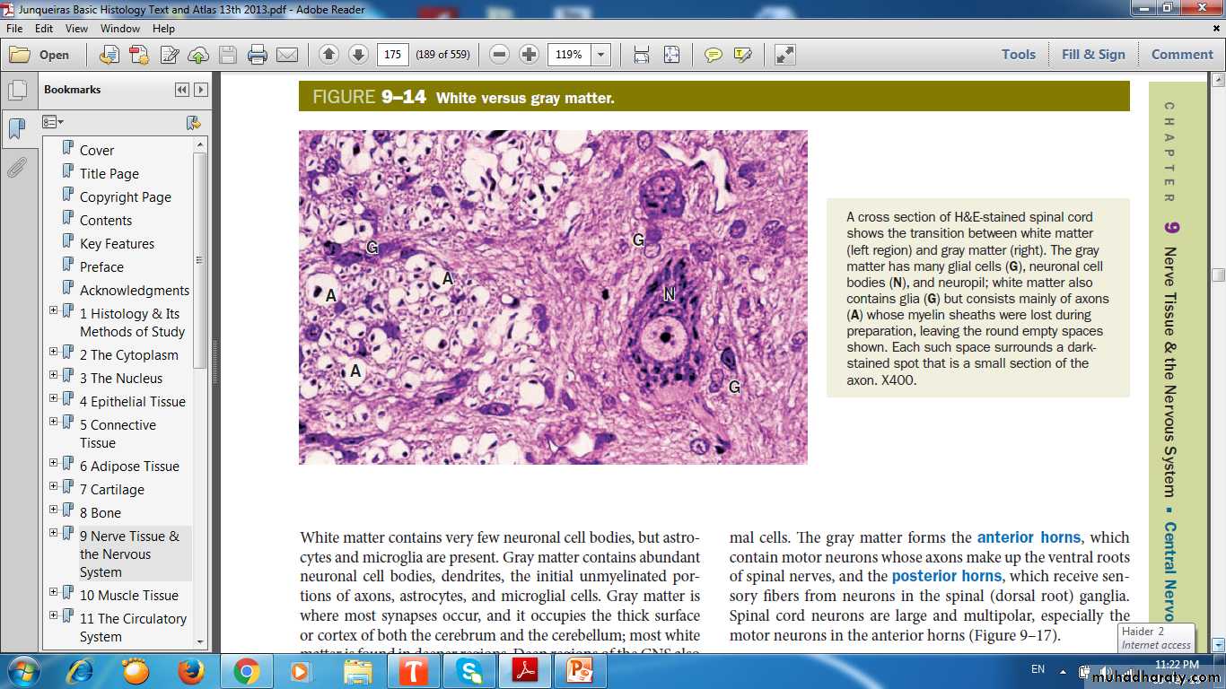 nervous system