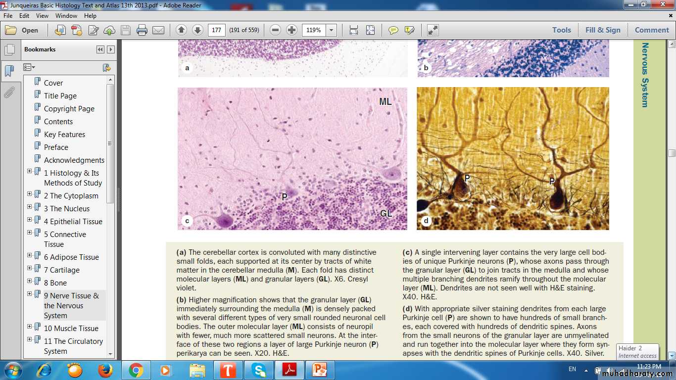 nervous system