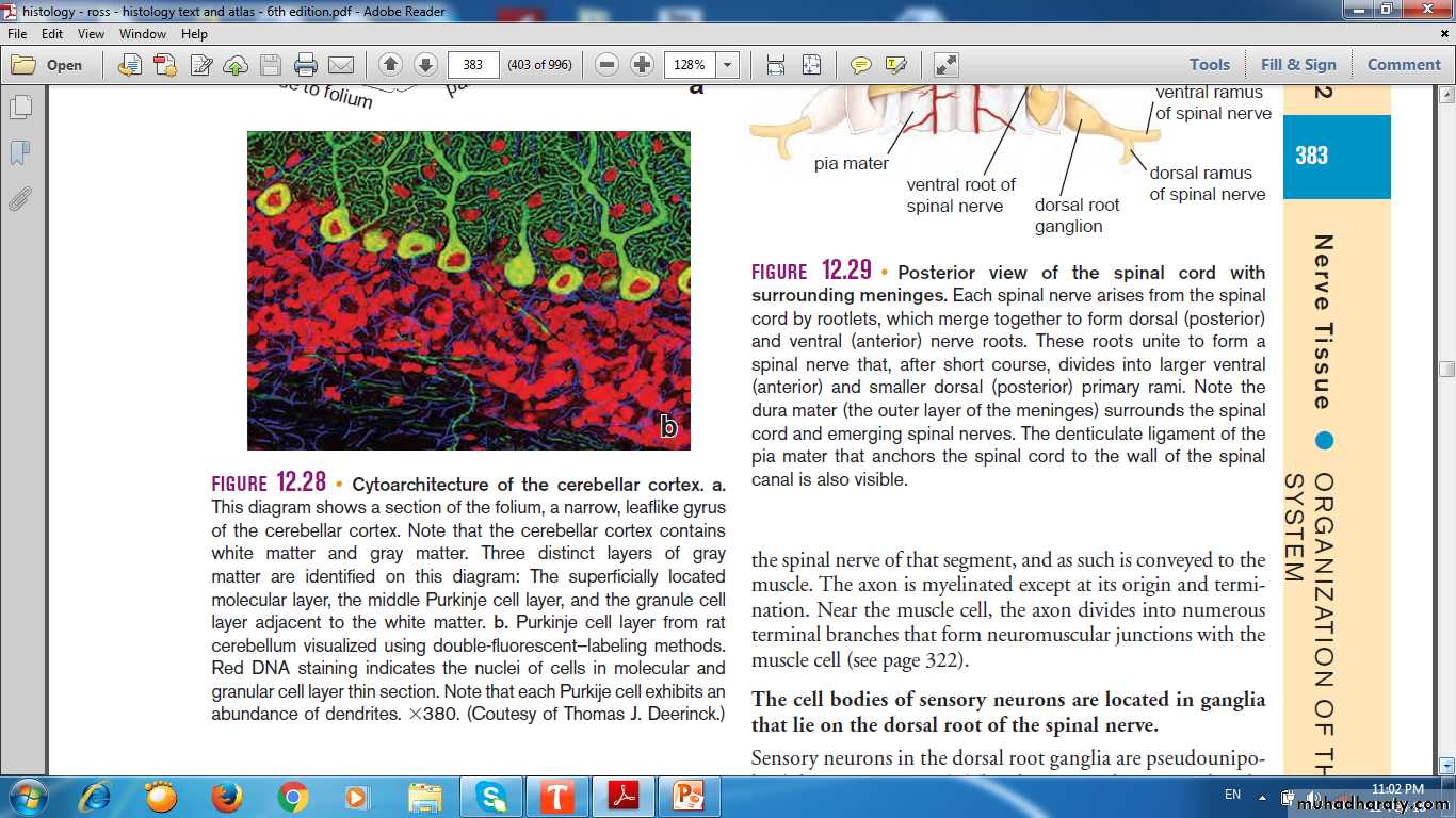 nervous system