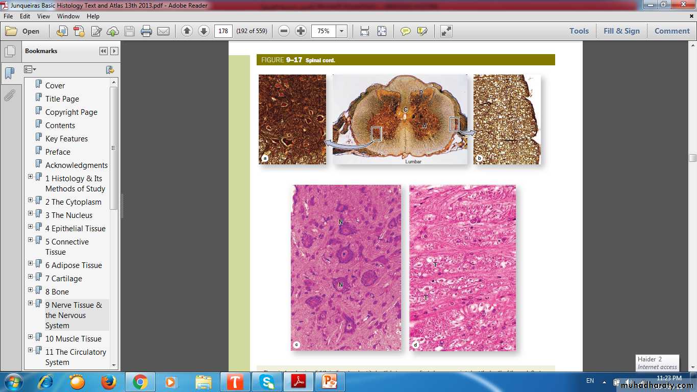 nervous system
