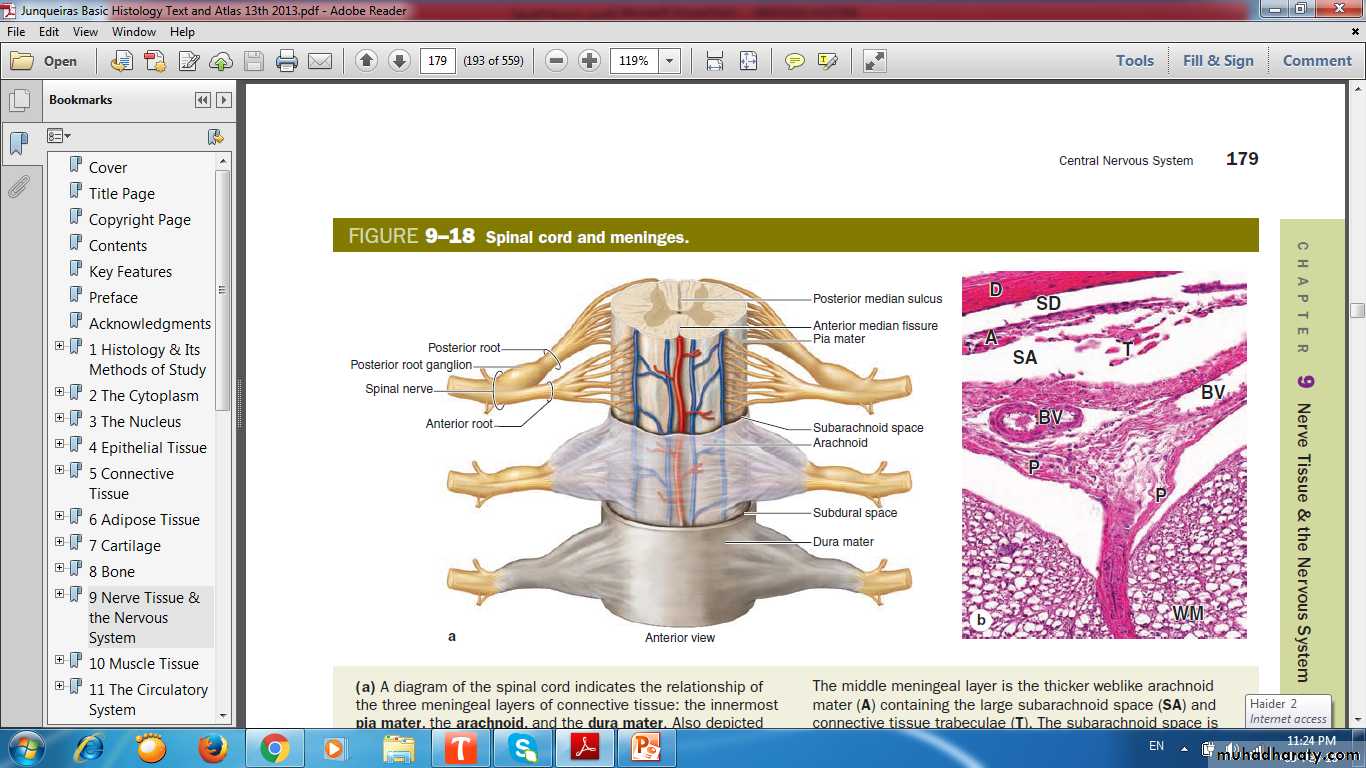 nervous system