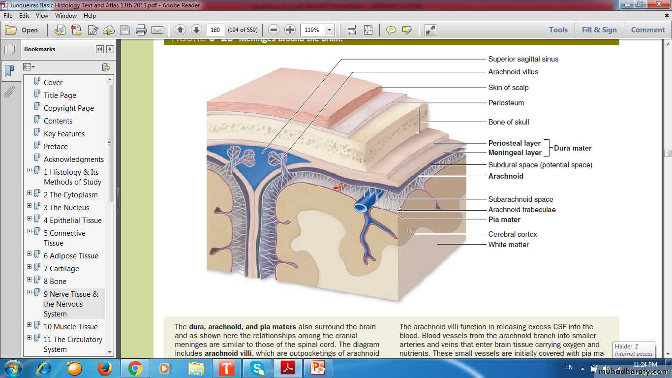 nervous system
