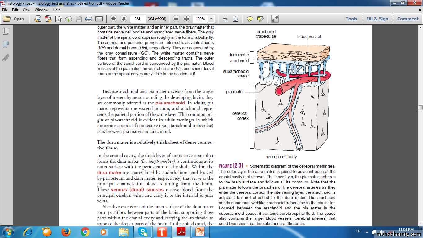 nervous system