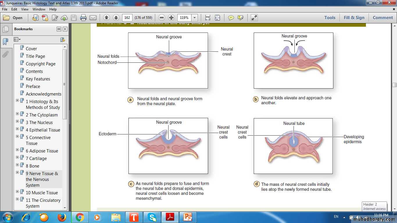 nervous system