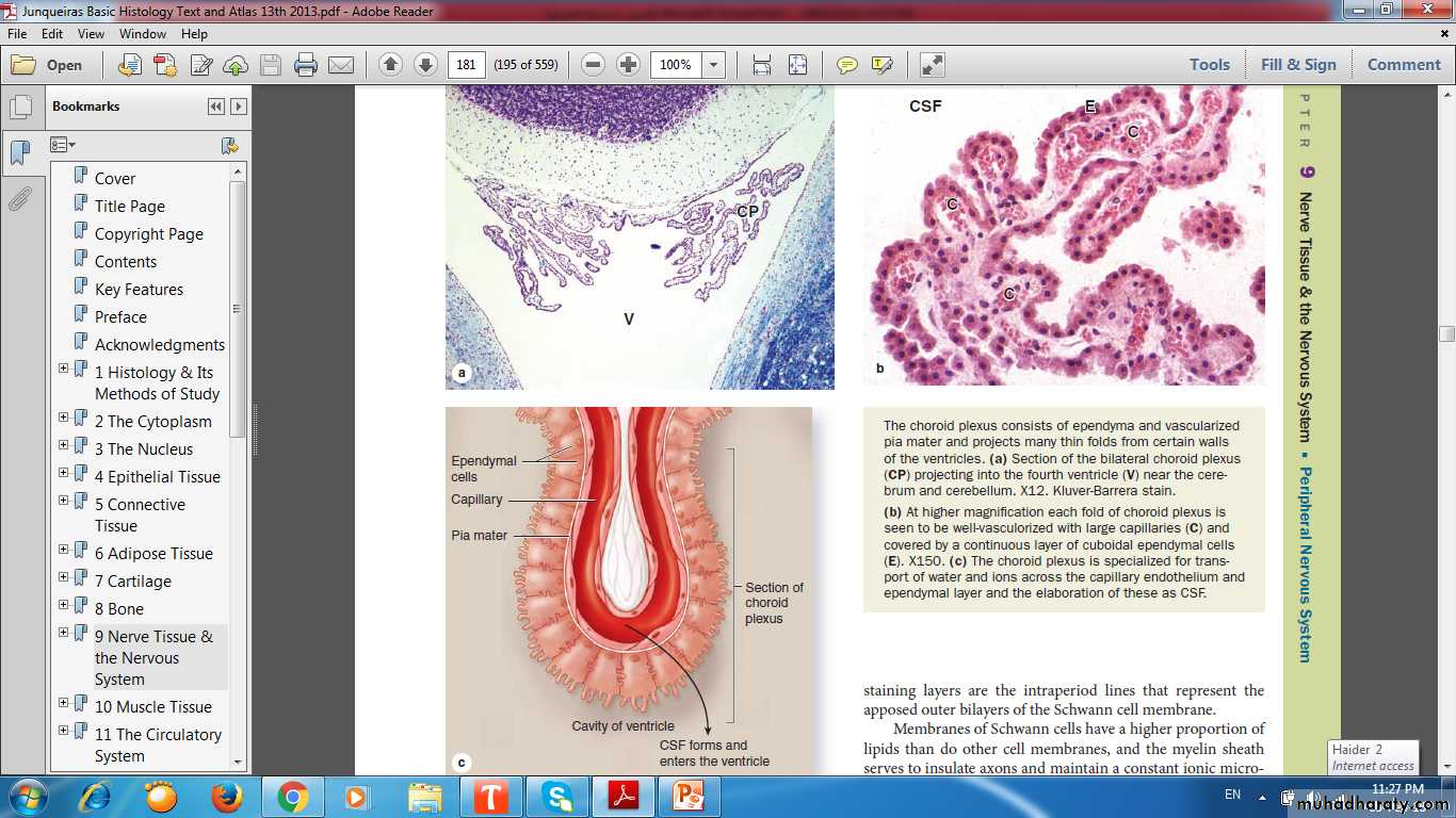 nervous system