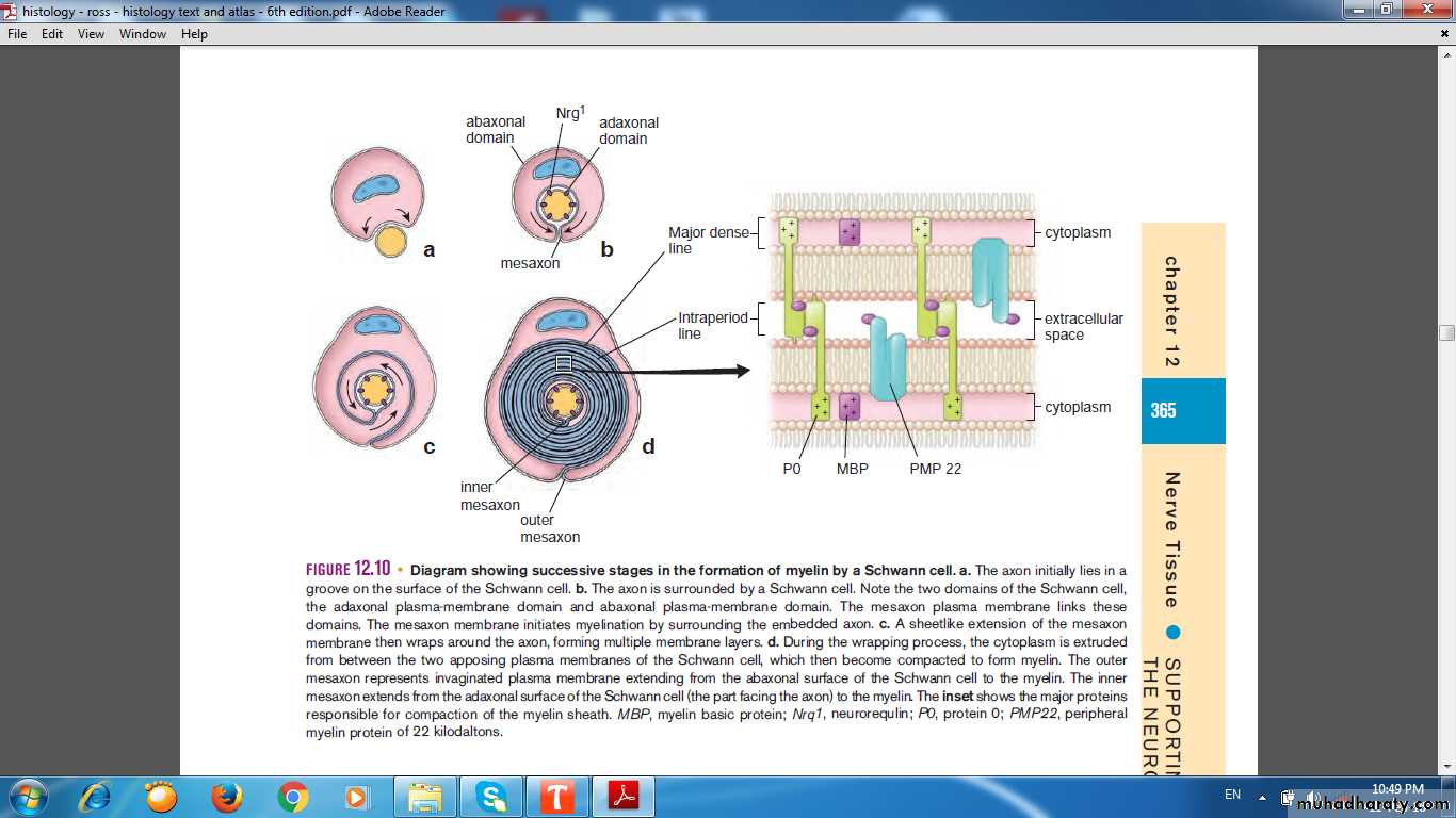 nervous system