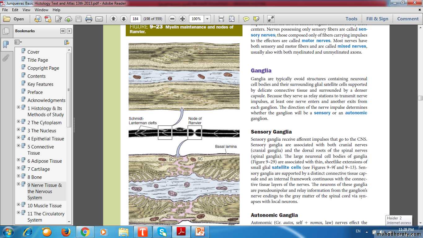 nervous system