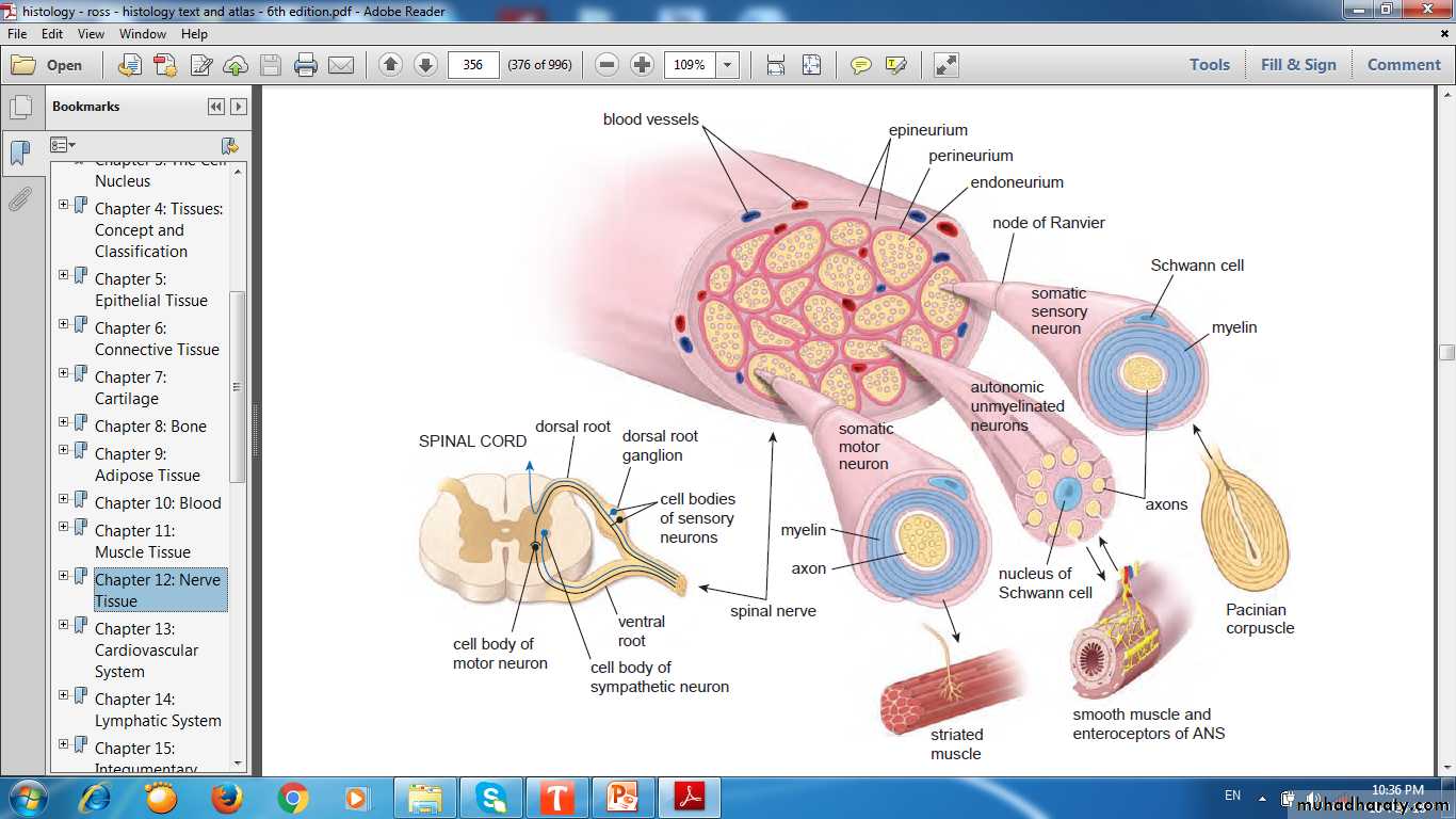 nervous system