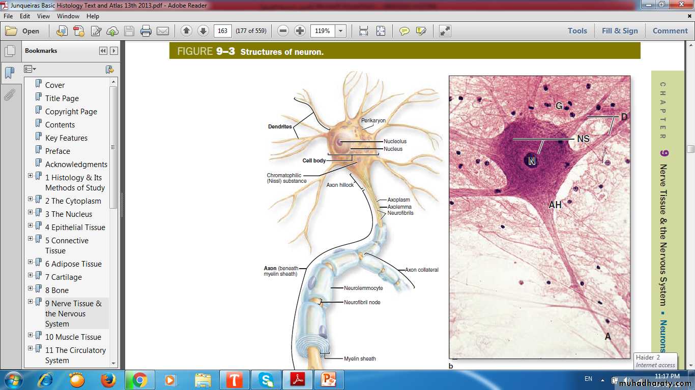 nervous system