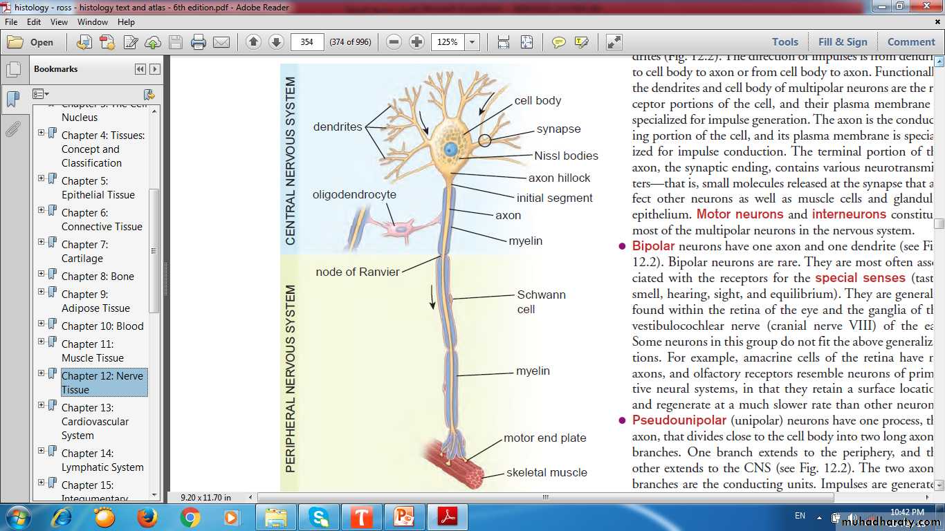 nervous system