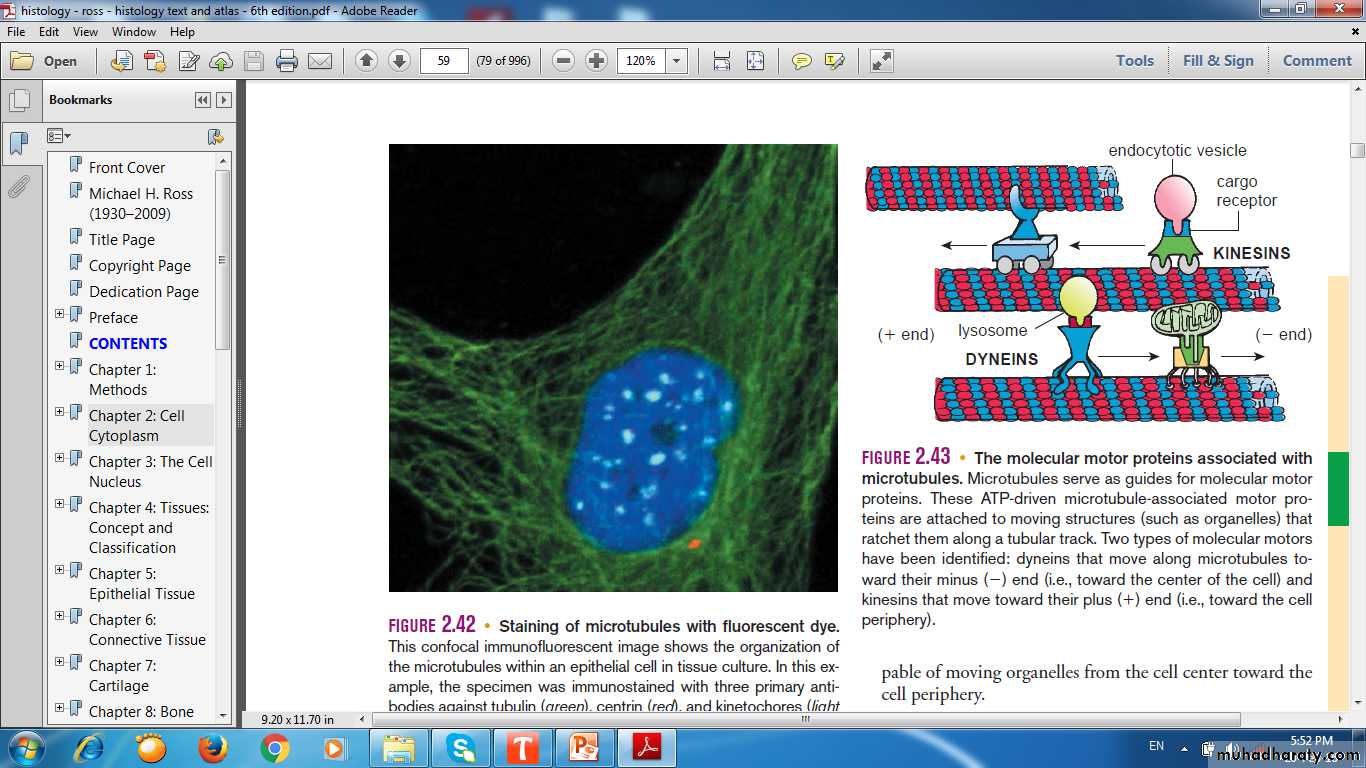 nervous system