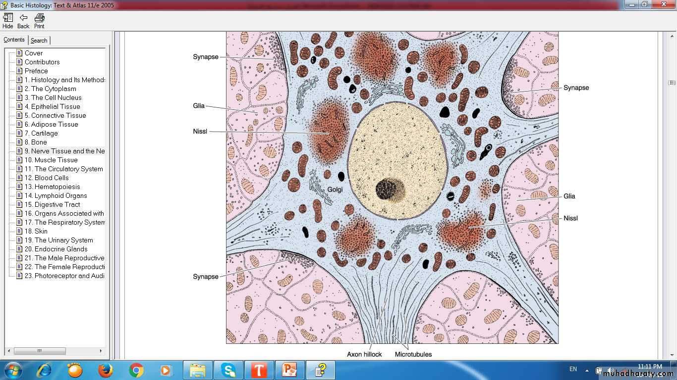 nervous system