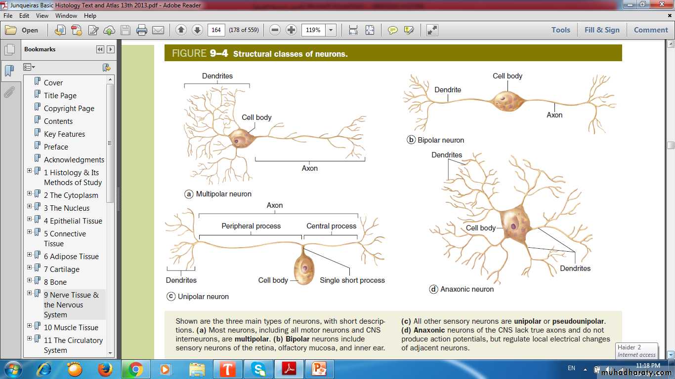 nervous system