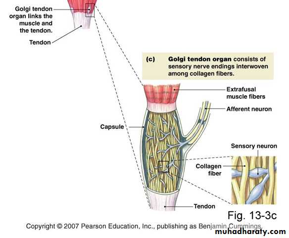spinal cord 3