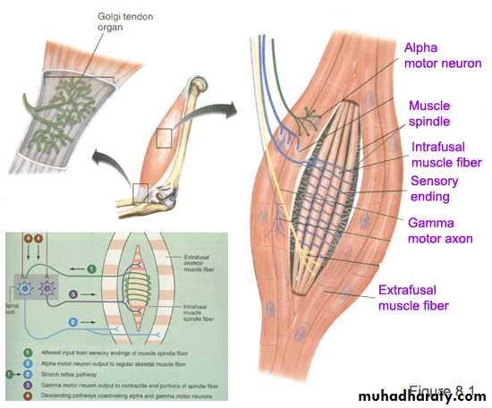 spinal cord 3
