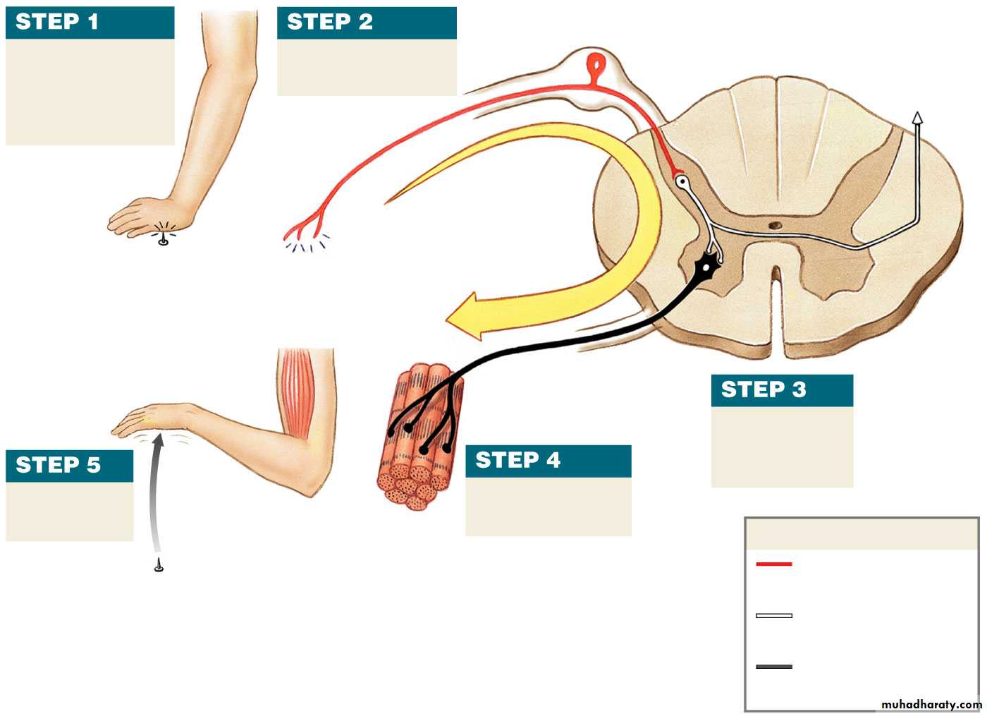 spinal cord 3