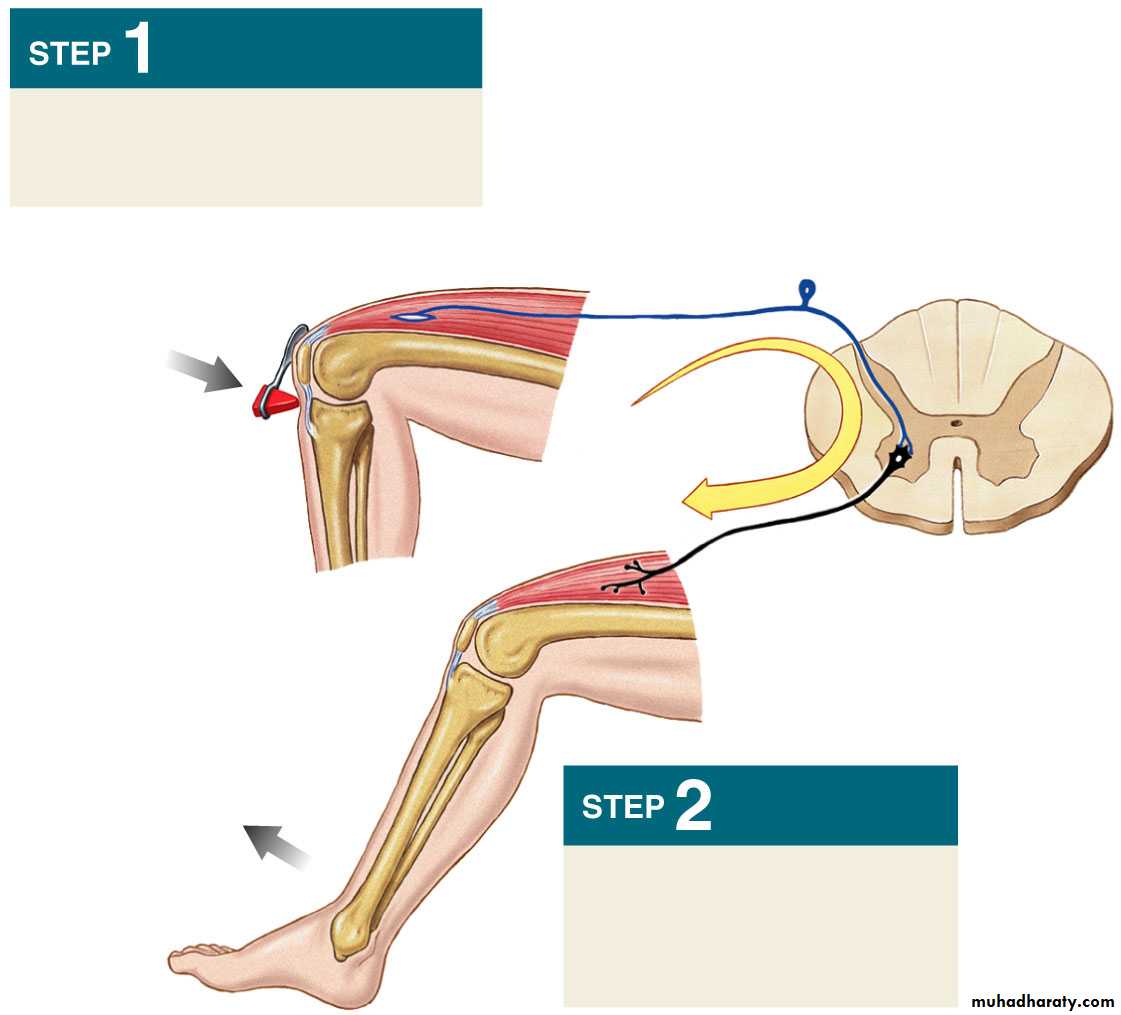 spinal cord 3