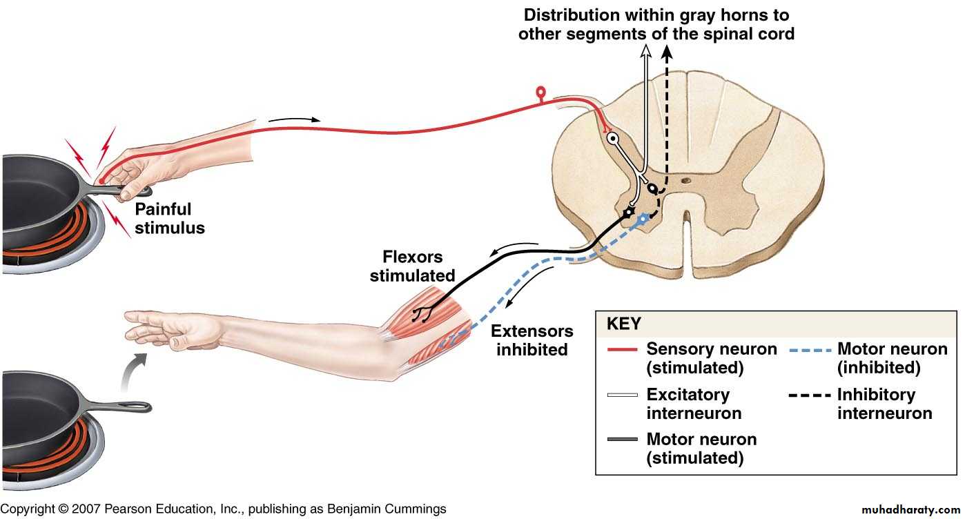 spinal cord 3