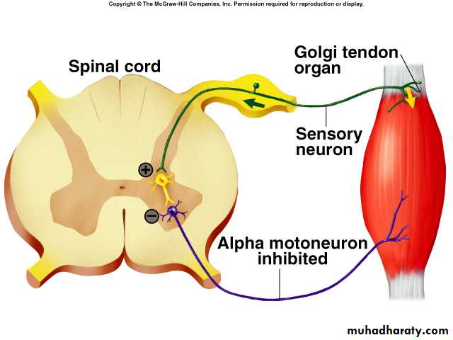 spinal cord 3