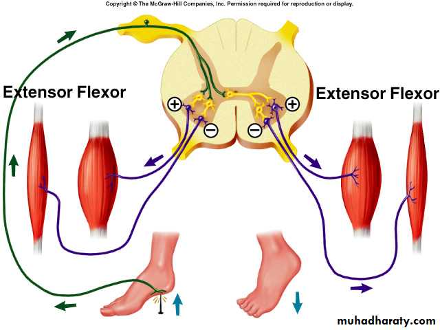 spinal cord 3