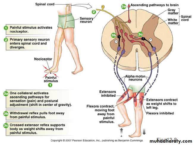 spinal cord 3