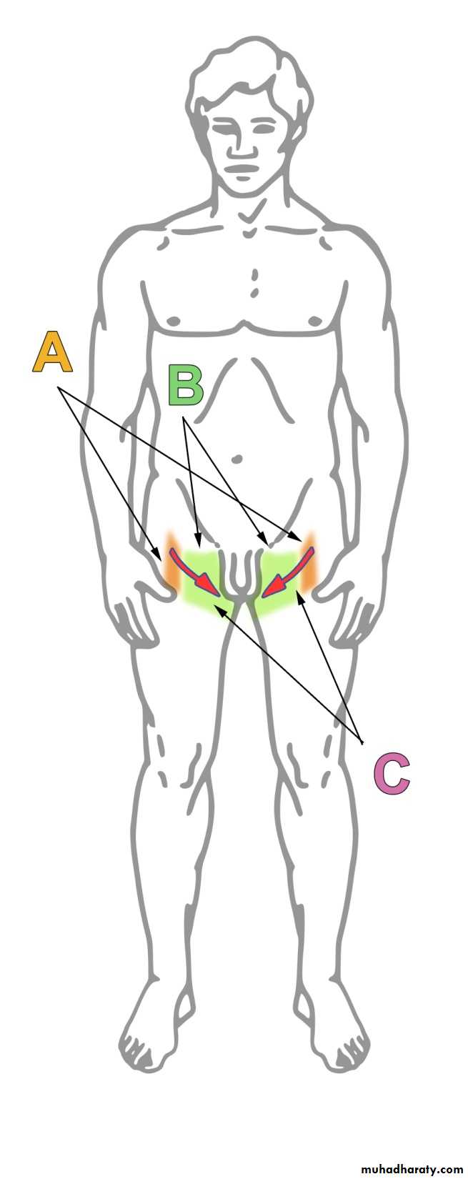 spinal cord 3