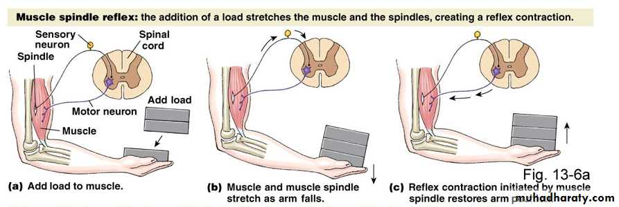 spinal cord 3