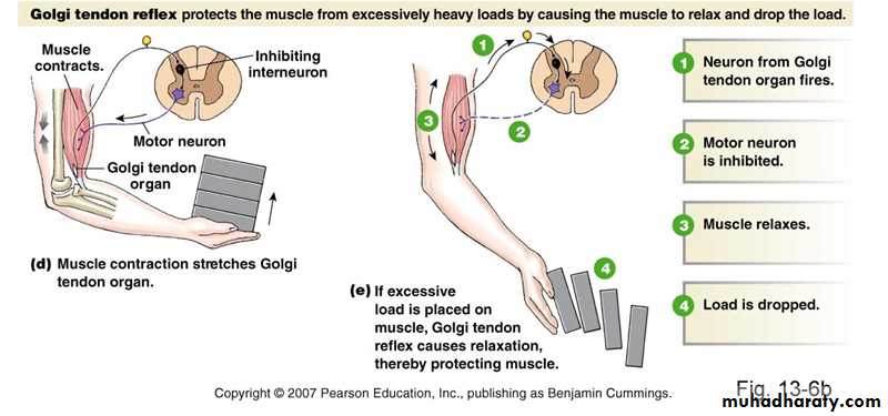 spinal cord 3