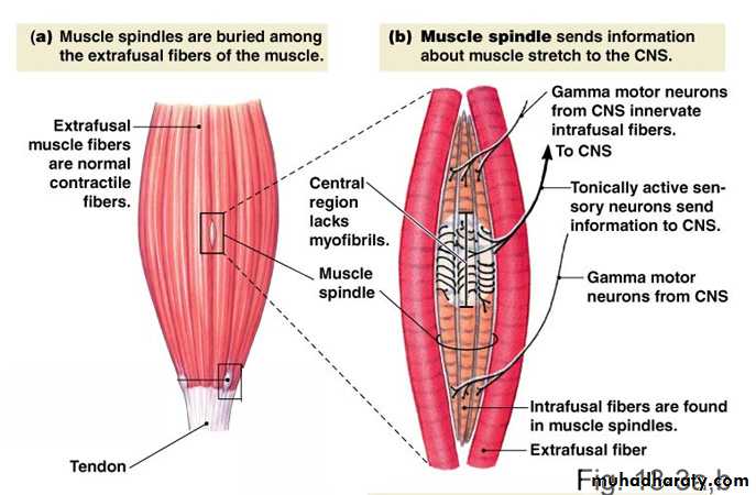 spinal cord 3