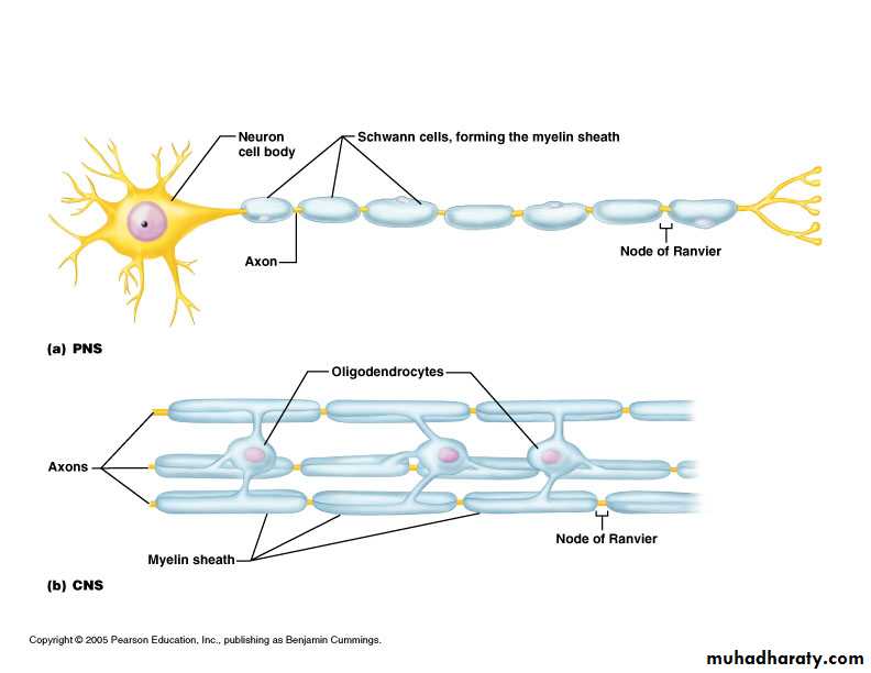 Nervous system