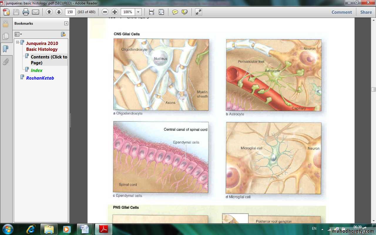 Nervous system
