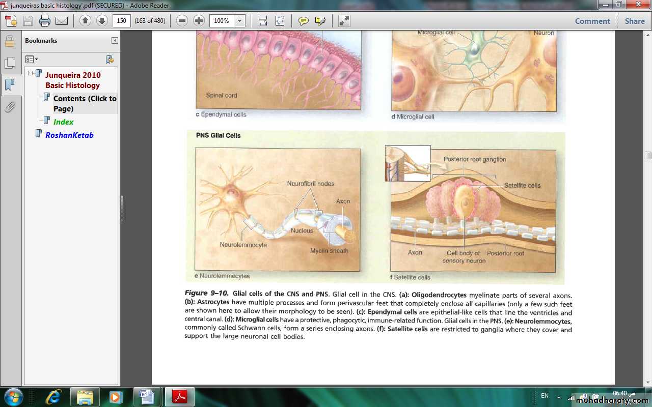 Nervous system
