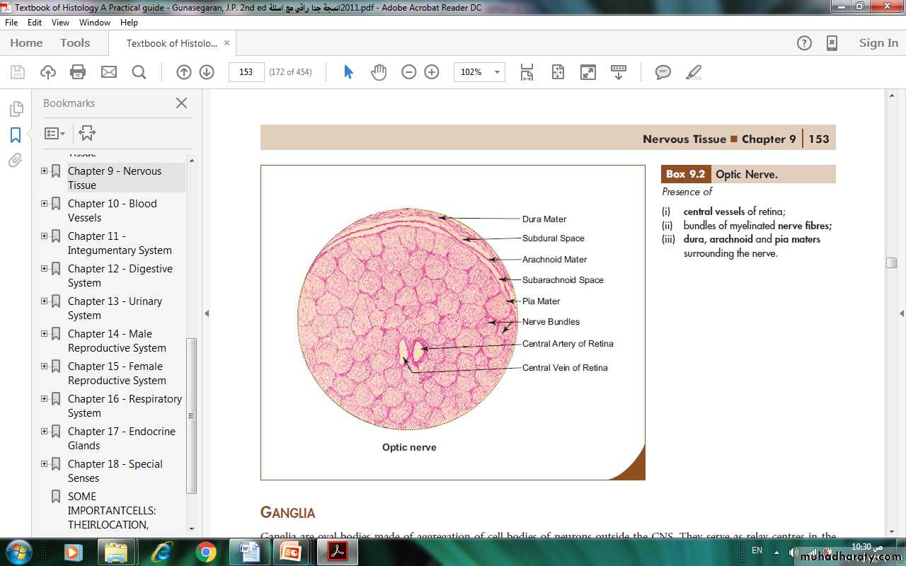 Nervous system