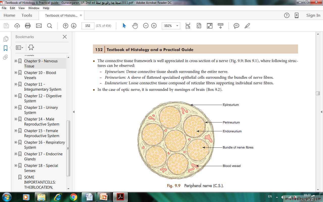 Nervous system