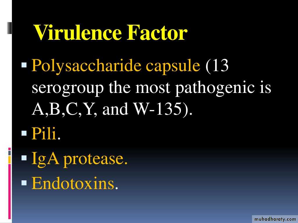 Streptococcus Pneumonia