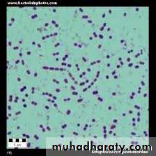 Streptococcus Pneumonia