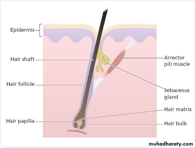 Alopecia