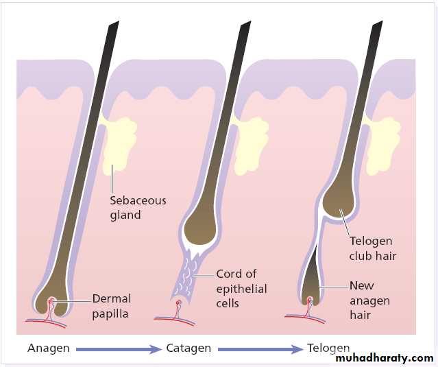 Alopecia