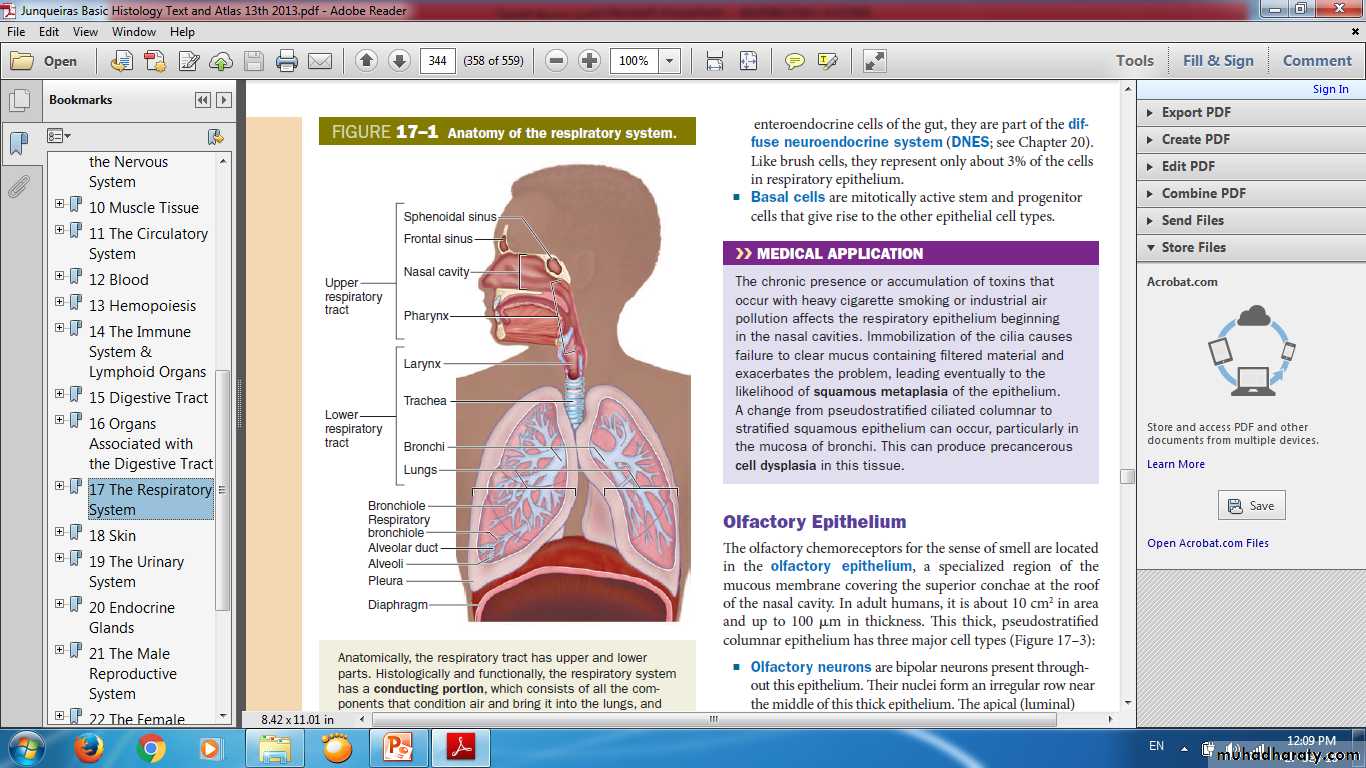 respiratory system