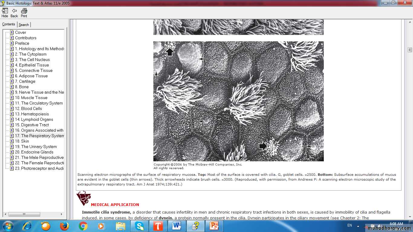 respiratory system