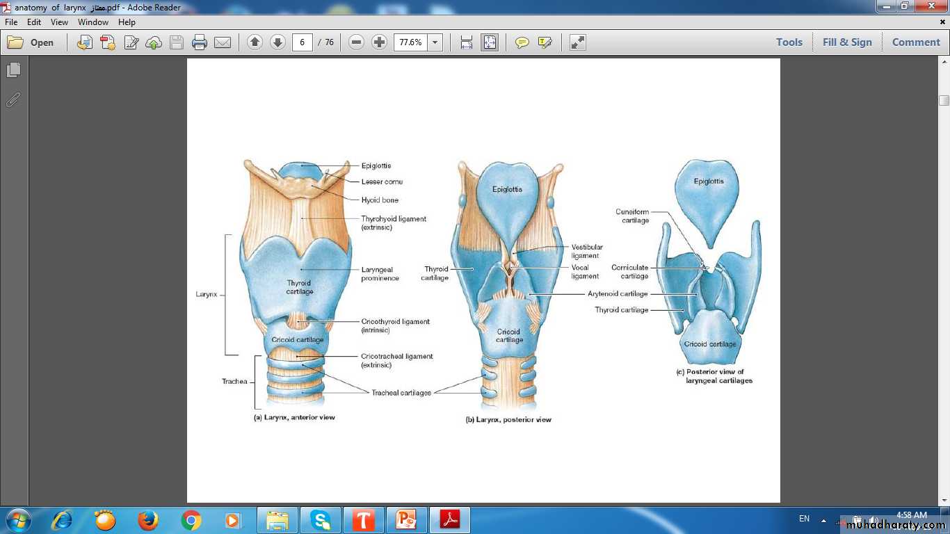respiratory system