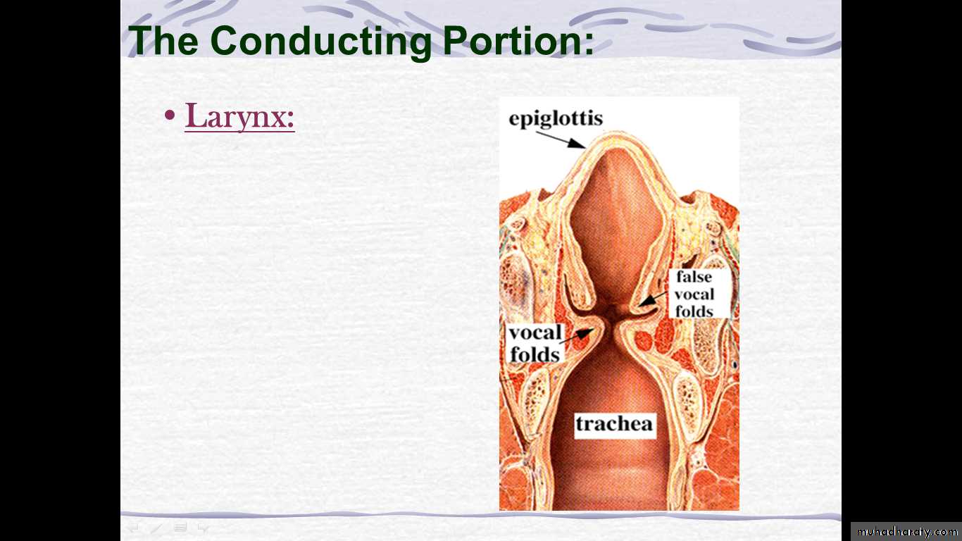 respiratory system