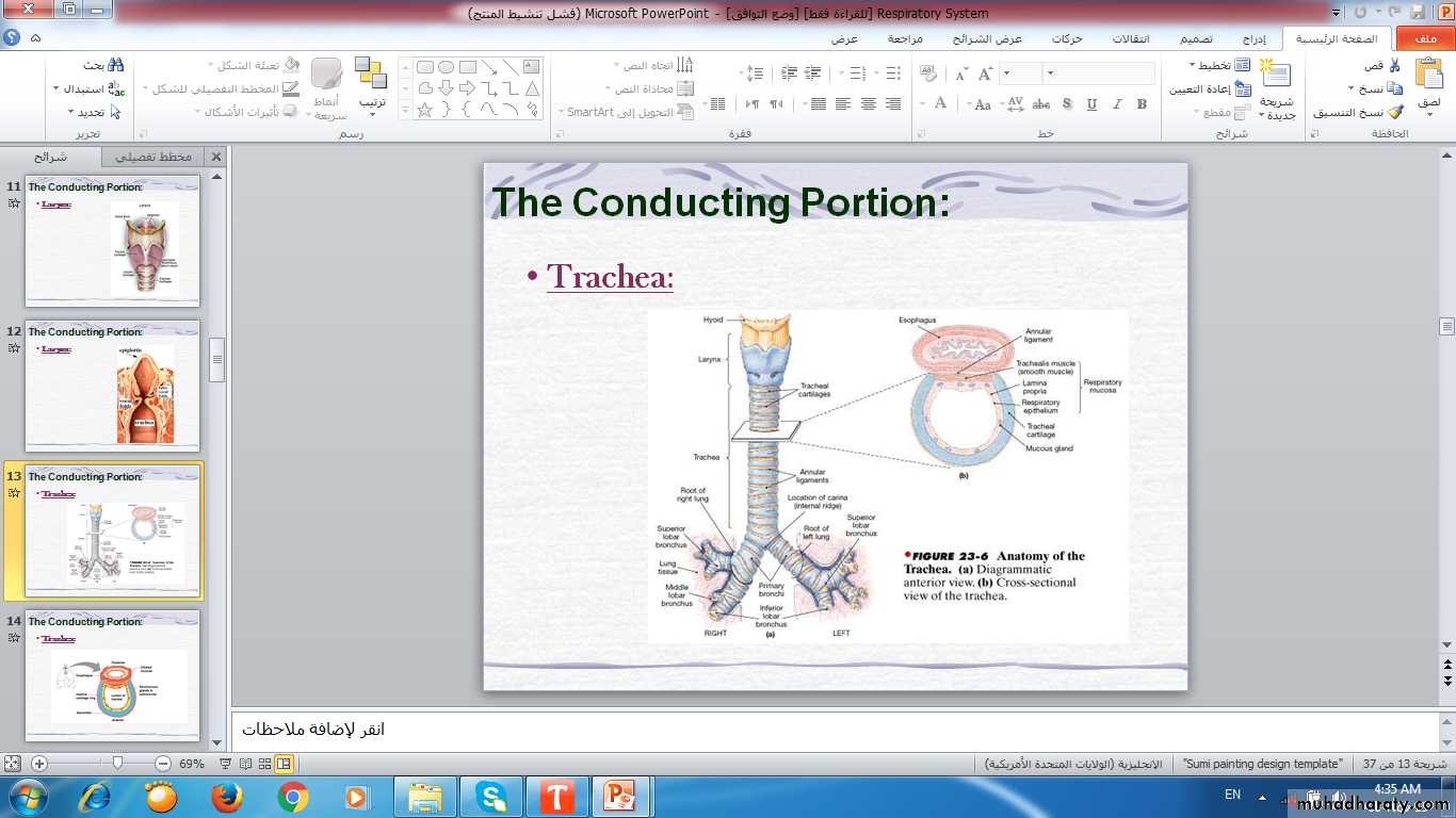 respiratory system