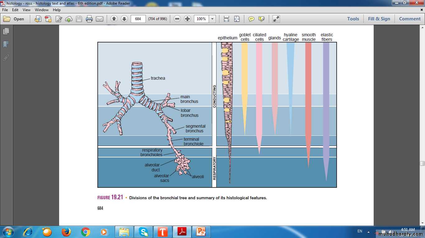 respiratory system