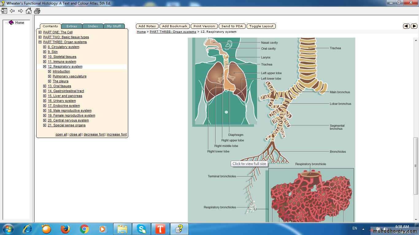 respiratory system