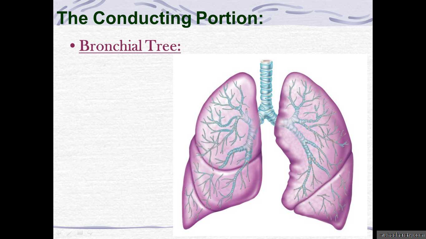 respiratory system